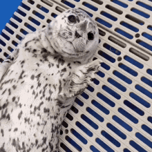 Come On Marine Mammal Rescue GIF - Come On Marine Mammal Rescue Baby Seal GIFs