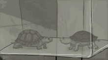 Turtles Hbo GIF - Turtles Hbo GIFs