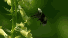 Bumble Bee Bumble  GIF - Bee Flower Bumblebee GIFs