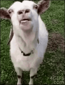 goat yum lick