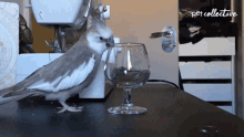 Pushing The Pet Collective GIF - Pushing The Pet Collective Bird GIFs