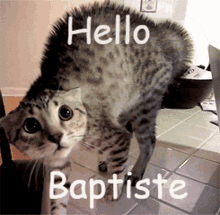 hello baptiste