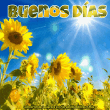 Buenos Dias Good Morning GIF - Buenos Dias Good Morning Sunflower GIFs