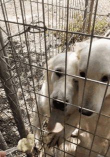 golden golden retriever hungry starving potato salad golden golden retriever hungry starving potato salad