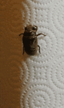 Insect Emerge GIF - Insect Emerge Cocoon GIFs
