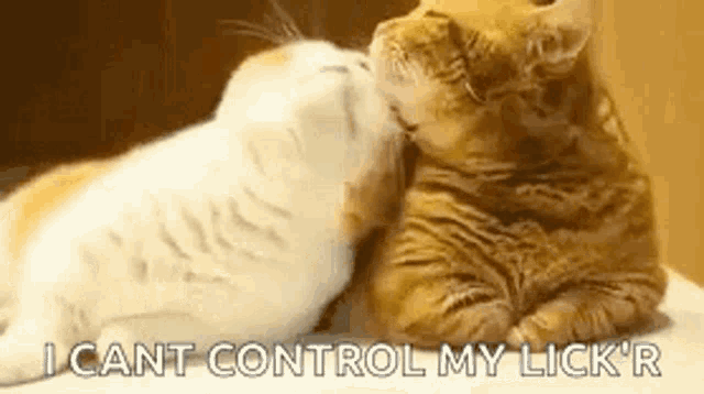 Funny Animals Cat Love Gif Funny Animals Cat Love Cute Discover Share Gifs Funny Animals Cat Love Gif Funny Animals Cat Love Cute Discover Share Gifs