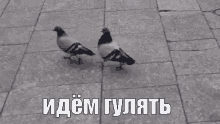 голуби гулять погуляем прогулка друзья GIF - Golubi Pigeons Pogulyaem GIFs