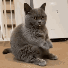 Cat Begging GIF - Cat Begging Cute GIFs