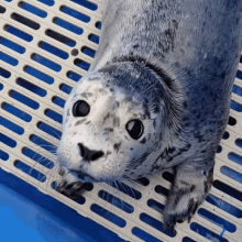 Looking At Marine Mammal Rescue GIF - Looking At Marine Mammal Rescue Baby Seal GIFs