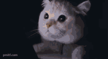 Cat Watching The Laptop Light On Cat Meme GIF - Cat Watching The Laptop Light On Cat Meme Cat Watching In The Dark GIFs