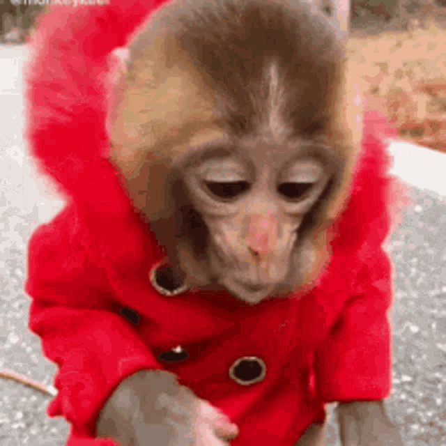 theprinceprint-monkey.gif