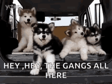 The Gangs All Here GIFs | Tenor