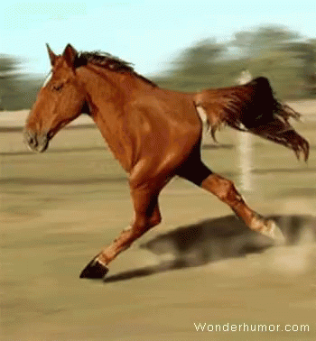 Horse Run GIF - Horse Run Two Legs GIFs