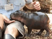 Monifa The Pigmy Hippopotamus GIF - Hippo Hippopotamus Baby GIFs