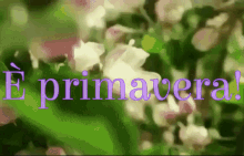 primavera %C3%A8primavera finalmente primavera spring finally spring