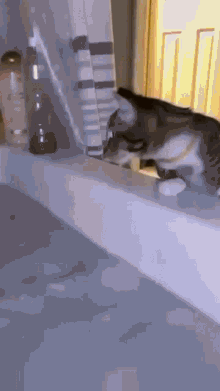 Cat Scared GIF - Cat Scared Wtf GIFs