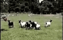 Faint Goats GIF - Goat GIFs
