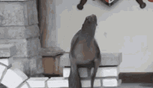 Funny Animals Seal GIF - Funny Animals Seal Clapping GIFs