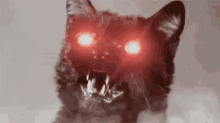 Possession Cat GIF - Possession Cat Red GIFs