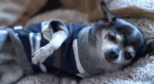 Jenna Marbles Mr Marbles GIF - Jenna Marbles Marbles Mr Marbles GIFs