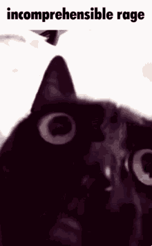 Incomprehensible Rage Rage GIF - Incomprehensible Rage Rage Cat GIFs