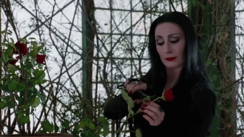 Family roses addams morticia cutting They're All