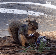 Snickers Squirrel GIF - Snickers Squirrel Cute Animals GIFs