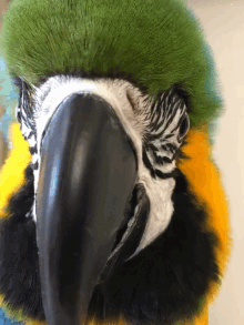 Macaw Smiling GIF - Macaw Smiling Parrot GIFs