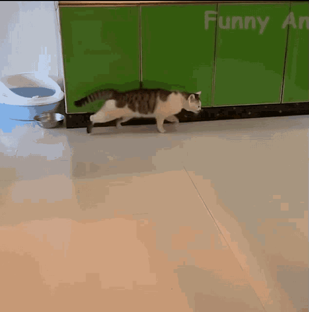cat-walk.gif