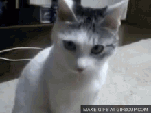 Cat Wow GIF - Cat Wow Suprise GIFs