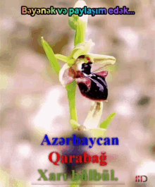az%C9%99rbaycan %C5%9Fu%C5%9Fa