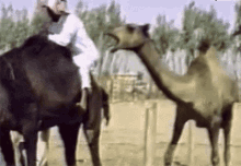 Hump Camel GIF - Hump Camel Bite GIFs