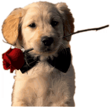 love you te amour amor cute dog rose