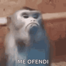 Monkeyoffended GIF - Monkeyoffended Monkey Offended GIFs