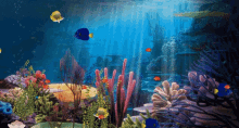 Aquario Aquarium GIF - Aquario Aquarium Fish GIFs