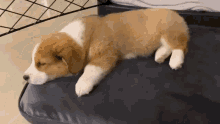 chasing sleep