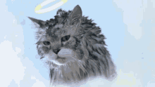 Cat Cat Heaven GIF - Cat Cat Heaven Cat Angel GIFs