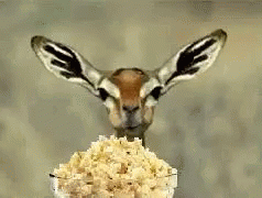 Popcorn Entertainment GIF - Popcorn Entertainment GIFs