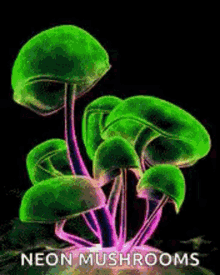 Mushrooms Psychedelic GIF - Mushrooms Psychedelic Trippy GIFs