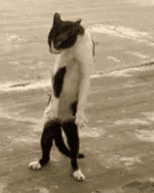 cat funny stepping standing
