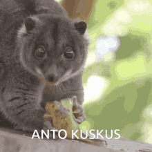 Animal Kuskus GIF - Animal Kuskus Antokuskus GIFs