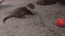 Otter Roll Baby Otter GIF - Otter Roll Otter Baby Otter GIFs