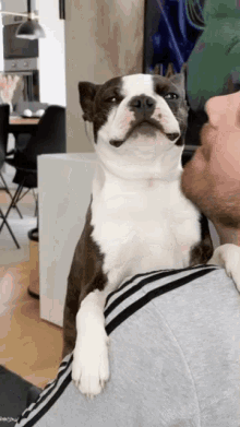 boston terrier dog kiss love kiss party