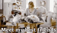 As You Wish Meet My Best Friends GIF - As You Wish Meet My Best Friends Cats GIFs