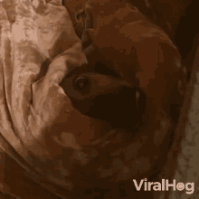 Hiding Viralhog GIF - Hiding Viralhog Im Here GIFs