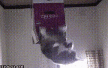 Michi Jumping Cat GIF - Michi Jumping Cat Cute GIFs