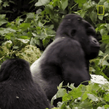 eating close gorilla encounter explorer gorilla bite