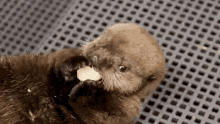 Otter Hungry GIF - Otter Hungry Eating GIFs