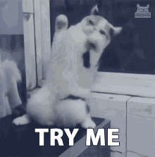 Try Me Come At Me GIF - Try Me Come At Me Fighting Stance GIFs