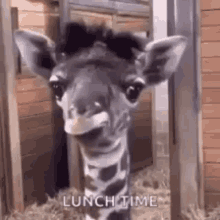 Lunch Time Giraffe GIF - Lunch Time Lunch Giraffe GIFs